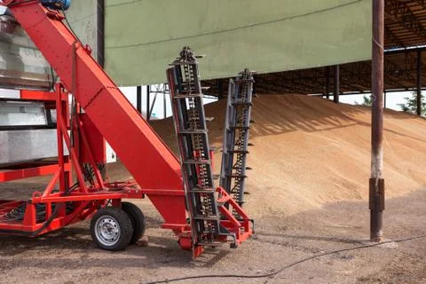 Elevating machine for wheat seed is in granary or grain storage, harvesting s Stock Photos