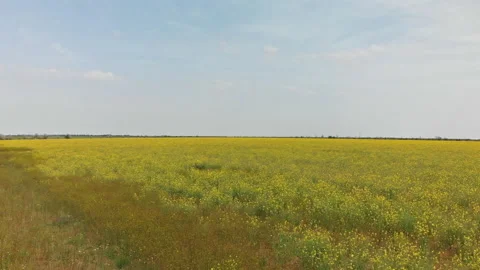 Elevating Over the Rapeseed Field Revealing the Hills in a Distance Stock Footage 130461111