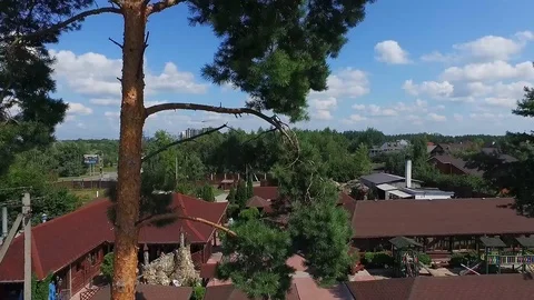 Elevation of pine. Horizon behind pine Stock Footage 124789629