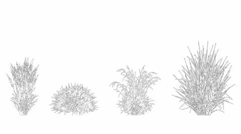 Elevation view and vector set of ornamental grasses showing four varied plant Stock Illustration