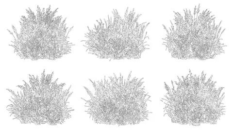 Elevation view and vector set of ornamental grasses featuring Stock Illustration