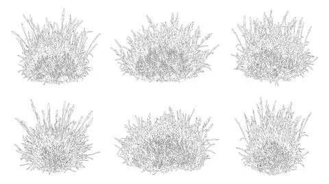 Elevation view and vector set of ornamental grasses featuring Stock Illustration