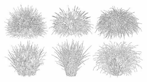 Elevation view and vector set of ornamental grasses showing soft textures Stock-Illustration