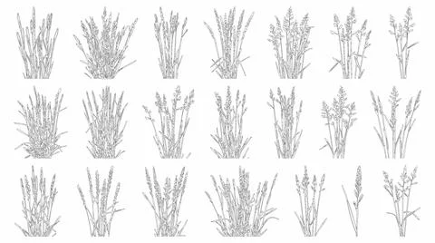Elevation view and vector set of ornamental grasses showing Stock Illustration