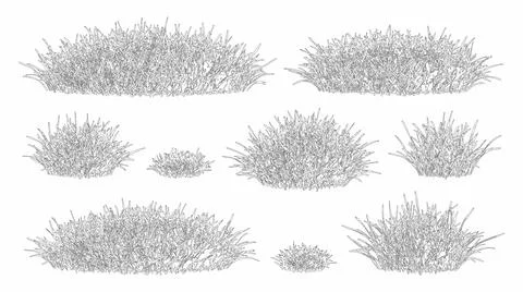 Elevation view vector set of ornamental grasses isolated on white background Stock Illustration