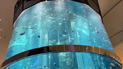 Elevator ascending inside giant aquarium full of fish Vídeos de archivo 291343249