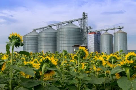 Elevator in a sunflower field Stock Photos
