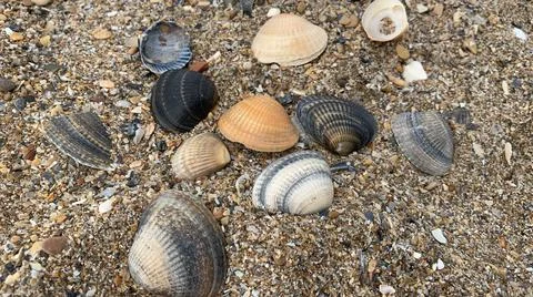 Eleven colorful shells on the sand Stock Photos