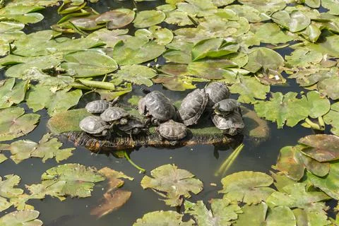Eleven red-eared turtles sit on green island in a pond covered with leaves of Stock Photos