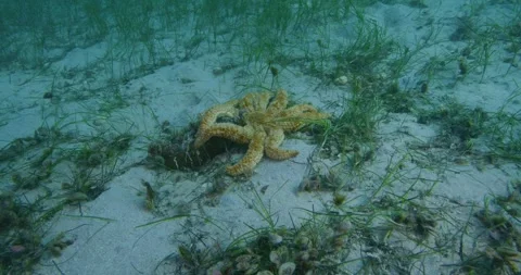 Eleven Star On Seabed Stock Footage 317793123