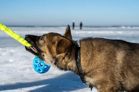 An eleven weeks old German Shepherd puppy plays tug-of-war on the ice of a Foto stock