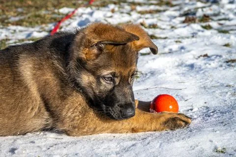 An eleven weeks old German Shepherd puppy plays with a boll in snow Stock Photos