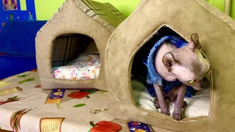 Elf cat is dressed in a warm jacket and sits in his soft house. Stock Footage 262674611