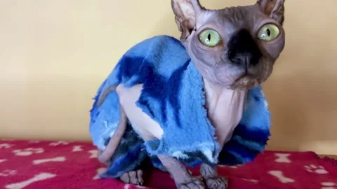 Elf cat sits on a shelf. The Sphynx cat jumps to him. Stock Footage 262679676