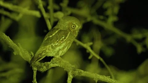 Elf Owl Calling at Night in Colorado National Monument Arizona Stock Footage 337794677