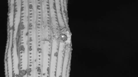 Elf Owl Nesting Looking Around Flying from Nest Cavity Hole at Night Infrared Stock Footage 332255973