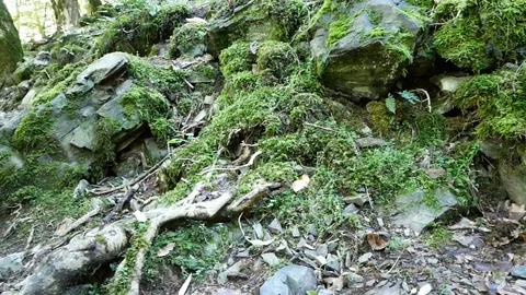 Elf Path Deep In Forest Vídeo Stock 97272755