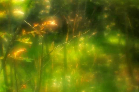 The elf trail Stock-Fotos