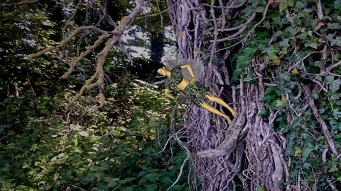 Elfe with mobile phone Stock Footage 76424186