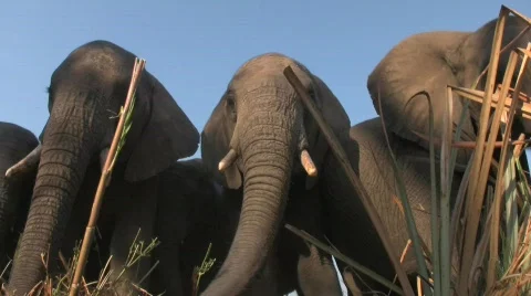 Eliphant Group 库存影片 372082