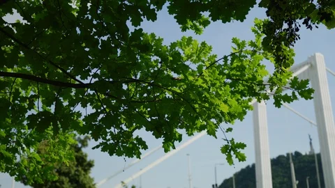 Elisabeth Bridge behind green branches Stock Footage 99796399