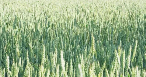 Elite green wheat ears pattern during milk dough stage filling with juice Stock Footage 337888862