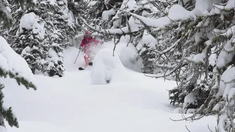 Elite skier cutting through fresh powder on woodsy slope Stock Footage 113234456