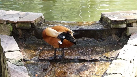 Elizabeth duck Stock Footage 113928654