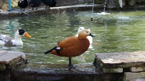 Elizabeth duck Stock Footage 113929375