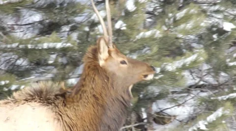 Elk 1 1 Stock Footage 7754184