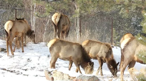 Elk 2 1 Stock Footage 7754229