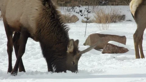 Elk 3 1 Stock Footage 7754256