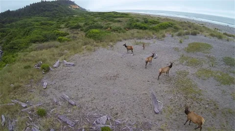 Elk Aerial Stock Footage 44092890