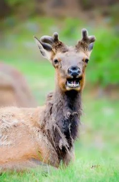 Elk in Alaska Stock Photos
