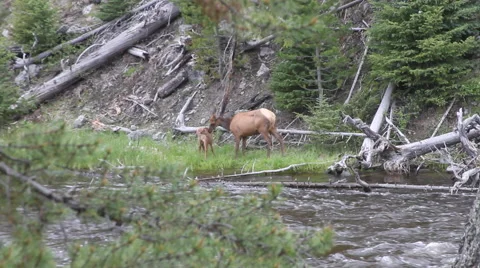 Elk and calf along side a river Stock Footage 57745843