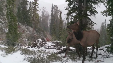 Elk and Calf Trail Camera 1 - 01 스톡 동영상 251611091