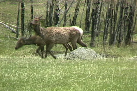 Elk approach Stock Footage 817418