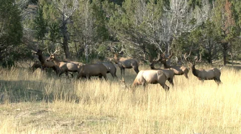 Elk bachelor heard Stock Footage 30451868