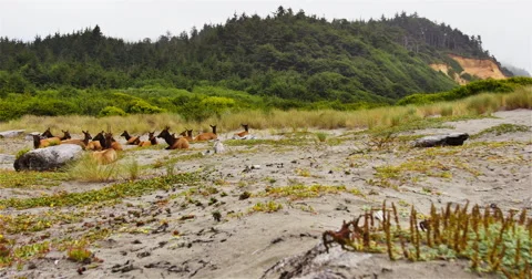 Elk on the Beach Stock Footage 45099207