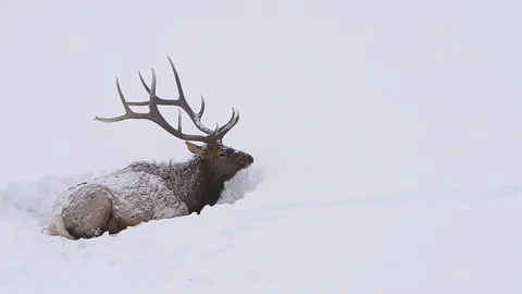 Elk Bedding Down In The Snow Stock Footage 71104125
