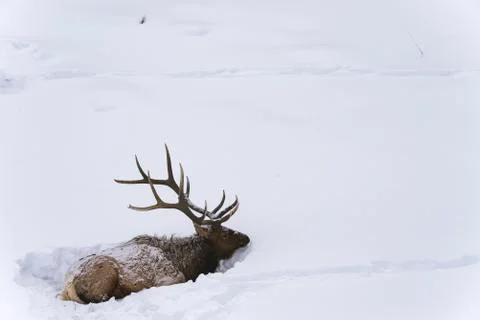 Elk Bedding Down in Snow-Horizontal Stock Photos