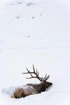 Elk Bedding Down in Snow-Vertical Stock Photos