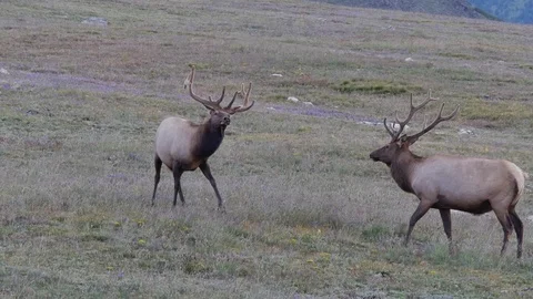 Elk Behavior:  Ritualistic Mock Sparring &amp; Mock Fighting in Elk Stock Footage 73580352