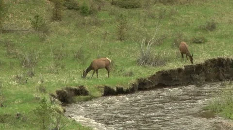 Elk browse by river Stock Footage 12766493