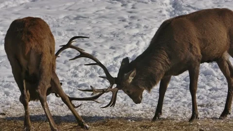 Elk bucks side profile locking antlers in battle slomo Stock Footage 219307301