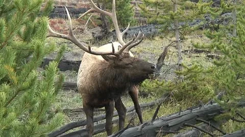 ELK BUGLE Video stock 20008958