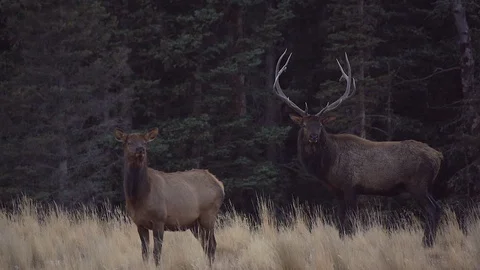 Elk Bugle High speed Stock Footage 117537587