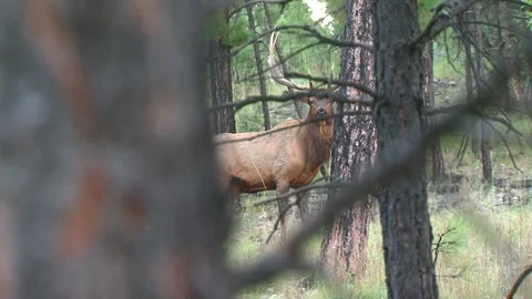 Elk bugling Vídeos de archivo 168323999
