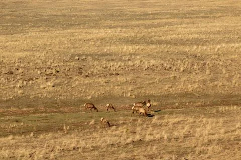 Elk Bugling Stock Photos