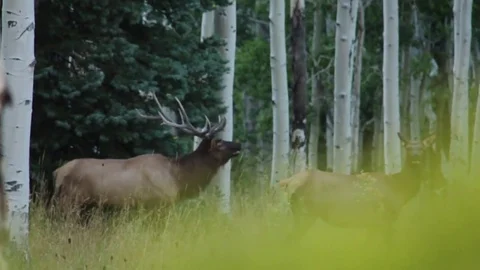 Elk Bugling in the rut 1  Stock Footage 80041204